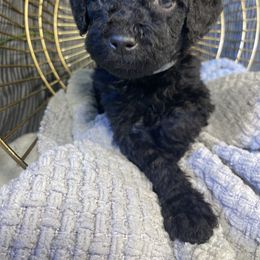 Labradoodle Puppies from Honey Doodle Farm