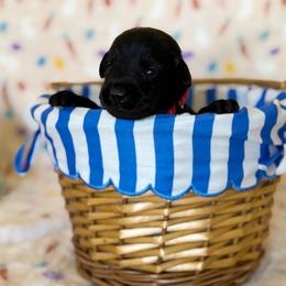 Boy 5 - male Labrador Retriever puppy in Overton, Nevada from Sinfully Sweet Kennel