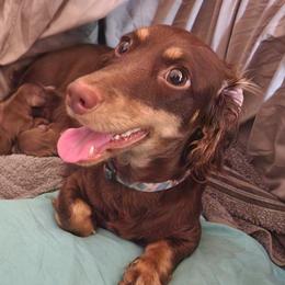 Koko - Dachshund
