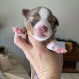 Aussiedoodle and Miniature Australian Shepherd Puppies from Go West Mini Aussies