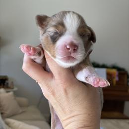 Aussiedoodle and Miniature Australian Shepherd Puppies from Go West Mini Aussies