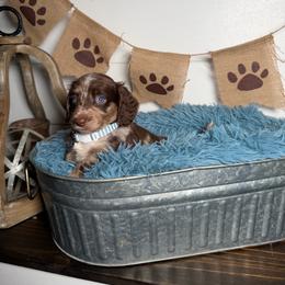 Bentley - Dapple male Dachshund puppy in New Albany, Mississippi from Double A. Doxies