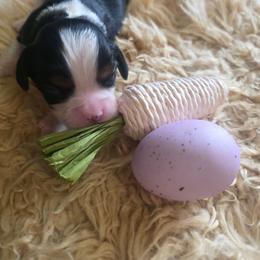 Pragma - Tri-color female Cavalier King Charles Spaniel puppy in Springfield, Missouri from Caney Mountain Cavaliers LLC