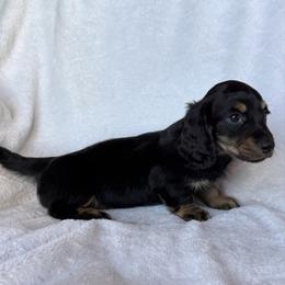 Flynn - Black and tan male Dachshund puppy in Paoli, Oklahoma from Dobbins Dachshunds