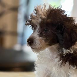 Henry - Parti male Poodle puppy in Florence County, South Carolina from Modern Family Standards