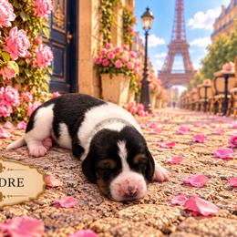 Andre - Black brown and white male Basset Hound puppy in Lubbock, Texas from Hound House