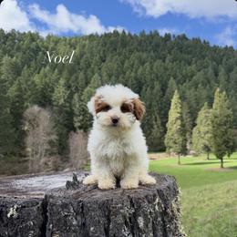 Noel - Parti female Goldendoodle puppy in Roseburg, Oregon from Dbos Furry Friends