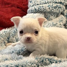 White with blue spots long coat priced 2500 - White male Chihuahua puppy in Strawberry, Arkansas from Strawberry River Chihuahuas