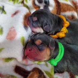 French Bulldog Puppies from Basket of love bulldogs