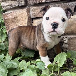 Cinnamon - Fallow female Bulldog puppy in Salem, Illinois from Itsabulldogthing