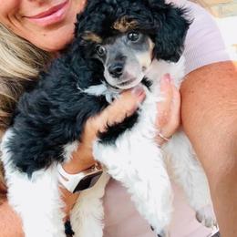 Rey - Black female Poodle puppy in Sperry, Oklahoma from PuppyLove Poodles