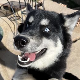 Mavs - Siberian Husky