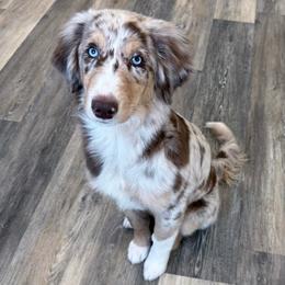 Hazel - Red merle female Aussiedoodle puppy in Buffalo, Illinois from Pear Tree Pups