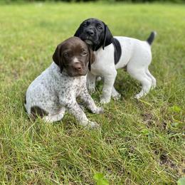 German Shorthaired Pointer Puppies from Thunder Mountain Gun Dogs