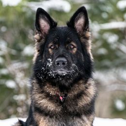 Torvi - German Shepherd