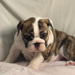 Girl 2 - Red brindle and white female Bulldog puppy in Crane Hill, Alabama from Jetana Bulldogs