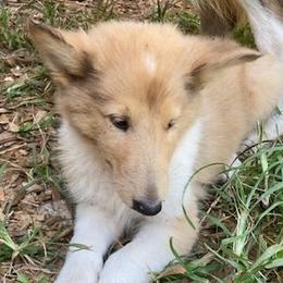 Vera - Sable merle and white female Collie puppy in Yulee, Florida from Three Collie Farm
