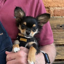 Chihuahua, Cockapoo, Goldendoodle, and Shihpoo All Grown Up from That’s My Puppy