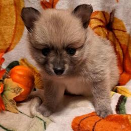 BUDDY 1 - Wolf sable male Pomeranian puppy in Lore City, Ohio from Tonia's Pomeranians