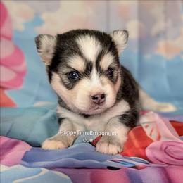 Misty (blue)- 2300 - Blue female Pomsky puppy in Spring Hill, Florida from www.PuppyTimeEmporium.com