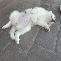 Border Collie Puppies from South Florida Stock Dogs