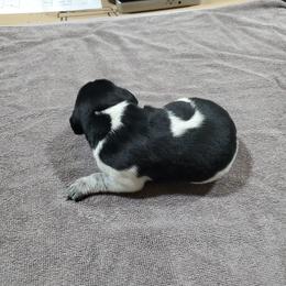 Boy 1 - male German Shorthaired Pointer puppy in Osceola, Missouri from Bird Dog Ranch