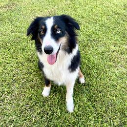 Sage - Australian Shepherd
