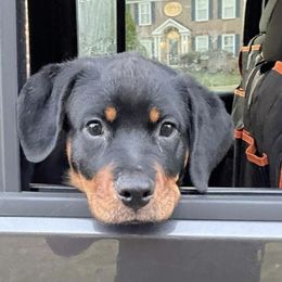 Rottweiler Puppies from Vom Gryphonberg