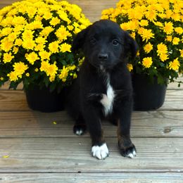 Australian Shepherd Puppies from Southern Tribute Farms