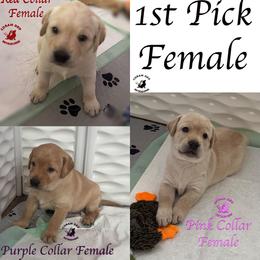 First Pick Yellow Female - Yellow female Labrador Retriever puppy in Greater Houston Area, Texas from Coram Deo Retrievers
