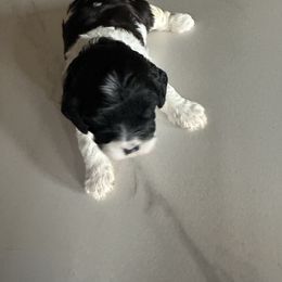 Cow Boy - Cavapoo