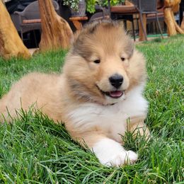 Collie Puppies from Riverrun Collies