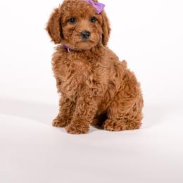 Swiss - Apricot female Goldendoodle puppy in Payson, Utah from Country Sky Doodles