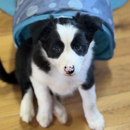 Brew - Black and white male Border Collie puppy in Owenton, Kentucky from Three16 Ranch