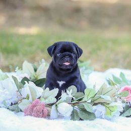 Pug Puppies from Malta Pugs