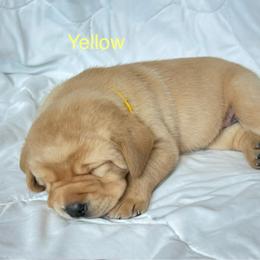 Yellow collar - Yellow male Labrador Retriever puppy in Big River, California from Cozy Acres Farm Labradors
