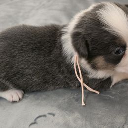 American Corgis from Morosin's Southern Littles