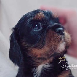 Cavalier King Charles Spaniel Puppies from Royalton Cavaliers