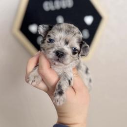 Ranger - Merle male Chihuahua puppy in Harrison, Michigan from Cloud9 Chihuahuas