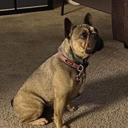 LALA - French Bulldog