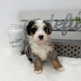 Miss Pepsi - Blue merle female Bernedoodle puppy in Hegins, Pennsylvania from Bubbling Springs Doodles, LLC