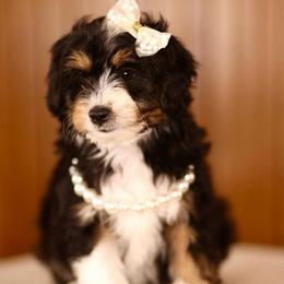 Black tri - female Australian Mountain Doodle puppy in Spanish Fork, Utah from Little Puppy Co.
