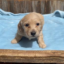 Brittany- AKC - Cream female Dachshund puppy in Gainesville, Texas from Diamond B Doxies