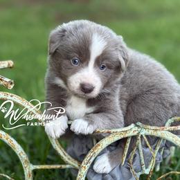 Lilac 2 - smooth- 1495 - Lilac male Border Collie puppy in Nashville, Arkansas from Whisenhunt Farms