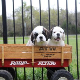 Saint Bernard Puppies from Dementhon Saint Bernards