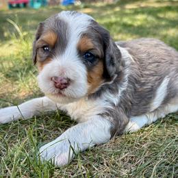 Barq's - Tri-color male Bernedoodle puppy in Roy, Utah from Doodles are Amazing