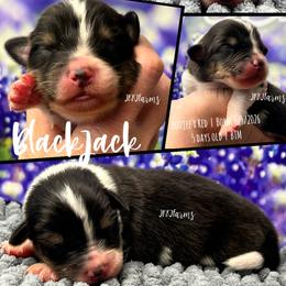 1 Blackjack, BTM - Black tri-color male Australian Shepherd puppy in Huntington, Texas from JKKJ Farms, LLC