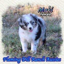 Maki - Blue merle female Toy Australian Shepherd puppy in Forestburg, Texas from Flaming Dill Ranch Aussies