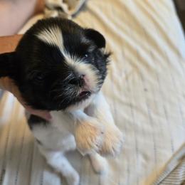 Girl BW bit of brown on her head - Black and white female Shih Tzu puppy in Missouri from Farm Animal Mommy Shih tzu's Michalek Dog Breeder