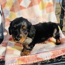 Boy 1 - Dapple male Dachshund puppy in Oklahoma from DRB Dachshunds
